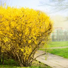 Bright yellow bushes along walkway