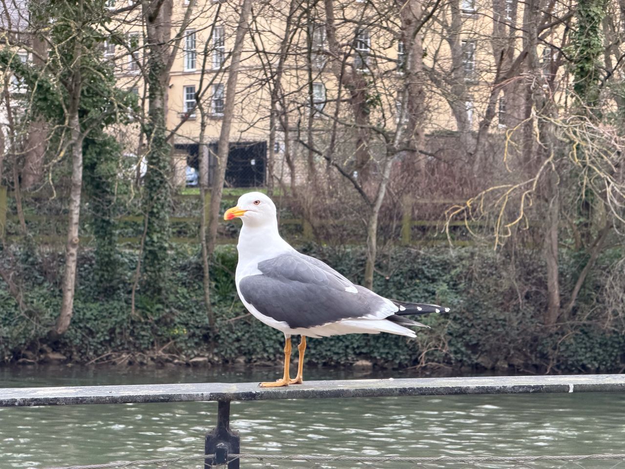 A photo taken for a Leica Leitzphone versus iPhone 17 Pro camera comparison faceoff