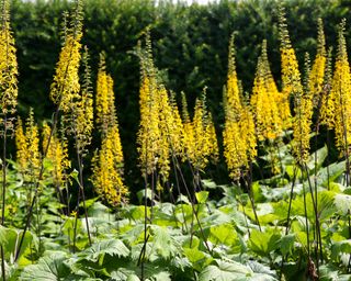 Yellow spires of Ligularia 'The Rocket' add height to bog gardens