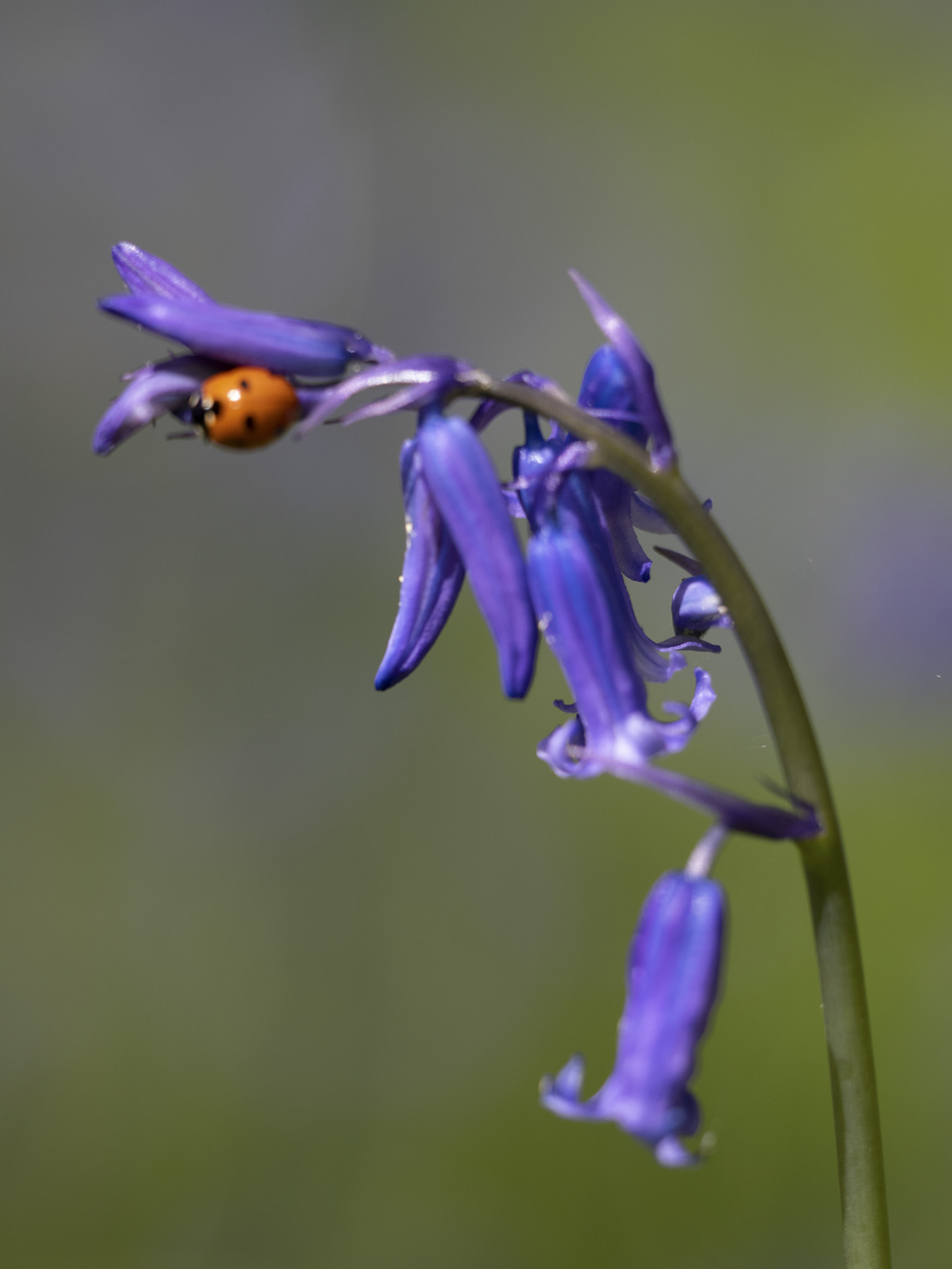 Bluebell with a ladybird with very shallow depth of field