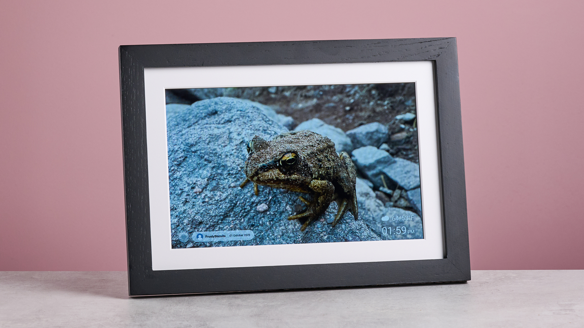 A closeup image of a frog on a stone displayed on the Eptusmey 10.1-inch WiFi Digital Photo Frame, in front of a pink background. The frog has visible grains of sand on its back.