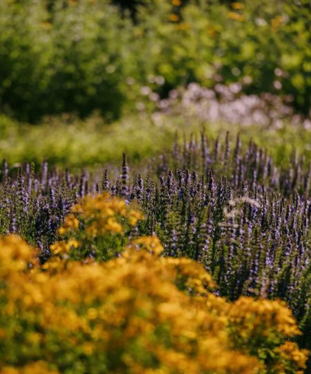 Close up of yellow flowers and lavender in green garden