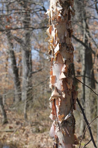 Peeling River Birch Tree