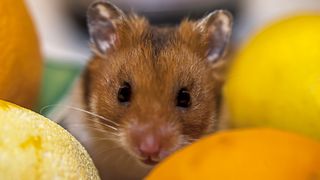 Hamster with citrus fruits