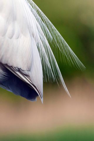 little egret feathers