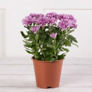 Sainsbury's Chrysanthemum