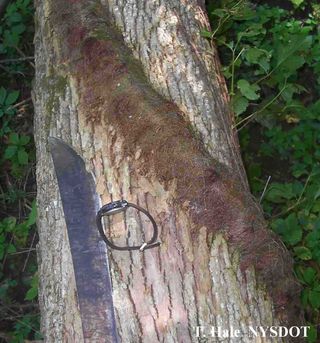 This coarse, hairy growth on the trunk of a tree is a mature poison ivy vine. As indicated by the watch, the vine can easily grow to the size of a man's wrist. The "hairs" allow the vine to grab onto the bark and grow up to the tops of even tall trees. All parts of the vine contain urushiol, including the hairs. Using a chain saw to cut down such a tree produces flying poisonous sawdust.