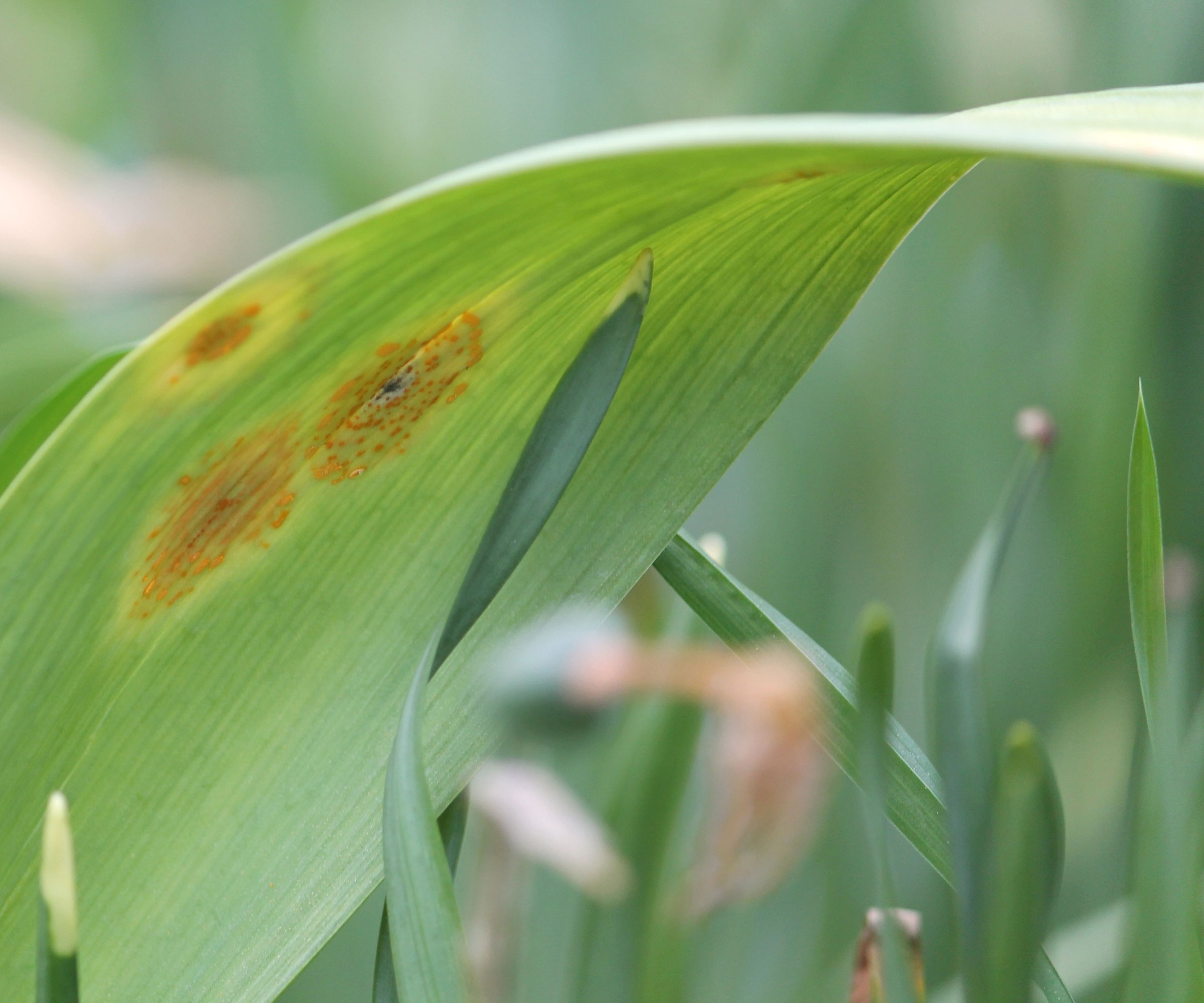 allium with rust on leaf