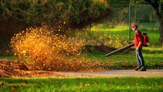 Man using commercial leaf blower to gather fallen leaves