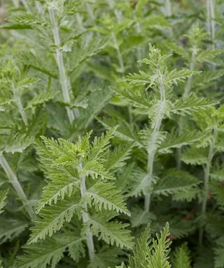 Russian sage leaves