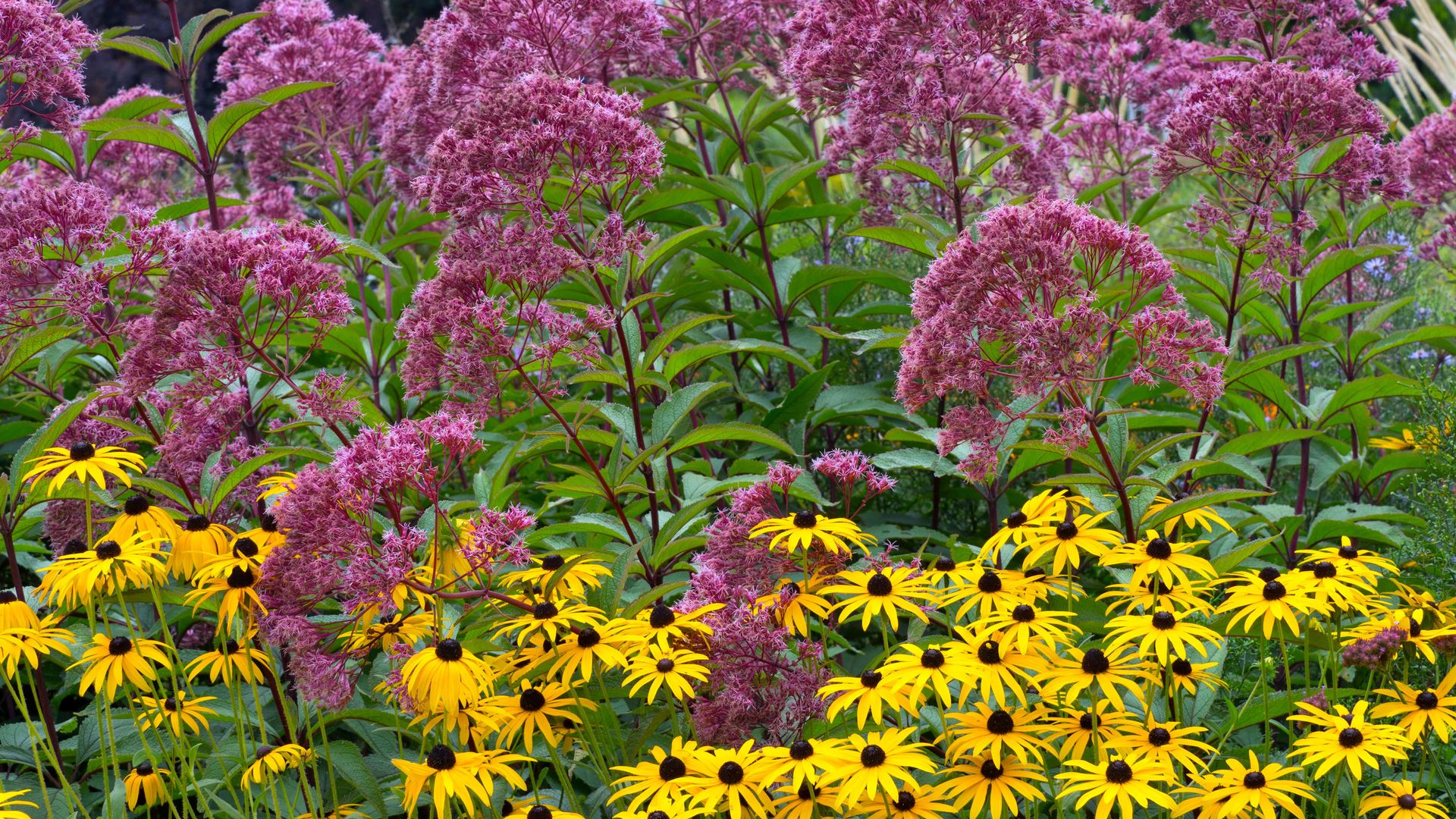 Eupatorium Purple Bush contrasts well with rudbeckia