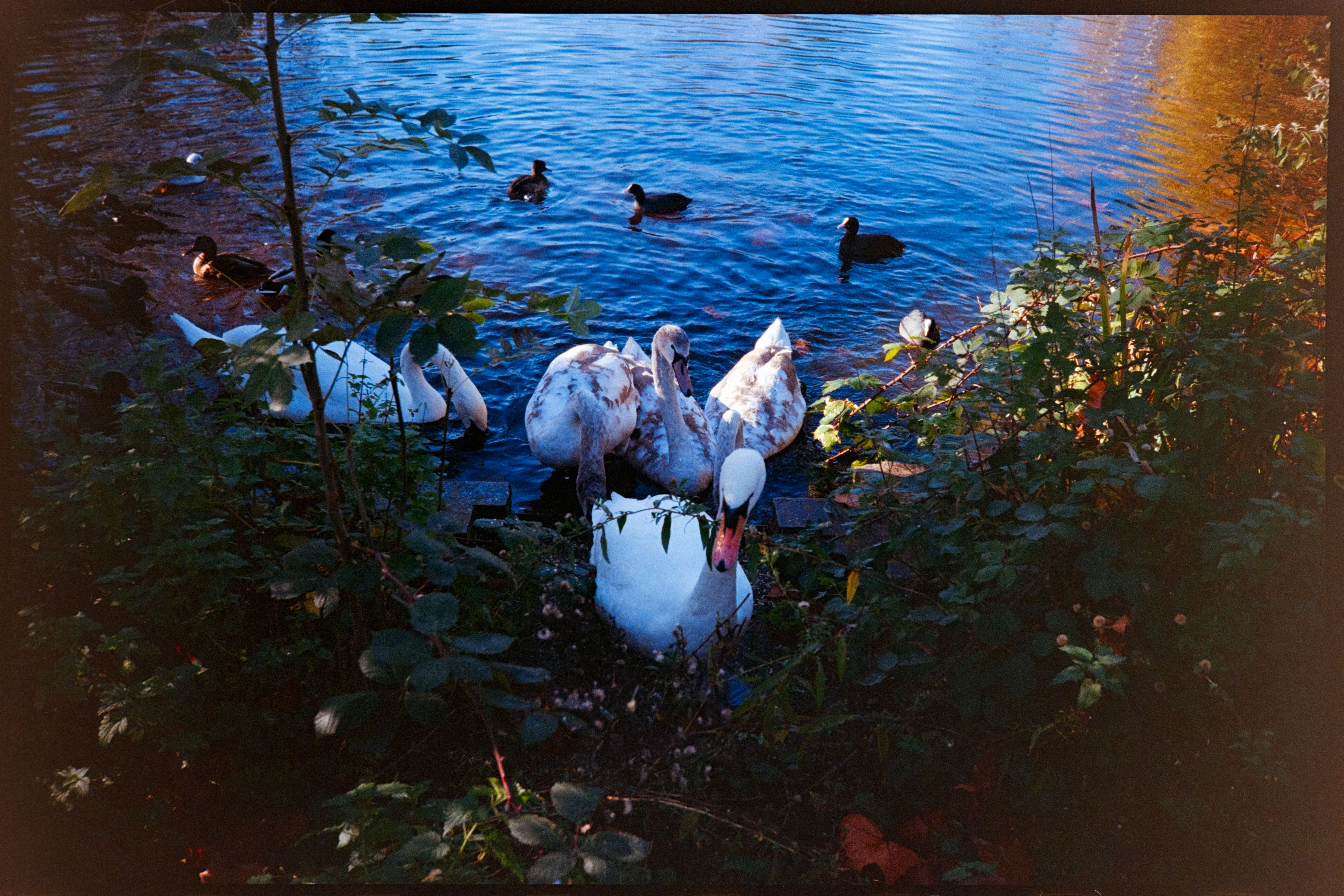 Swans at the edge of a lake