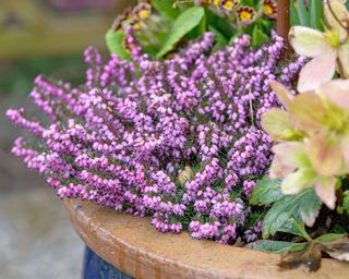 Winter heather Erica carnea in seasonal porch pot