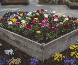 Flowers blooming in a raised garden bed
