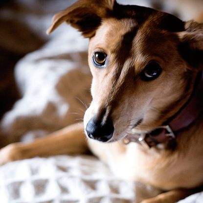 dog having belt on neck