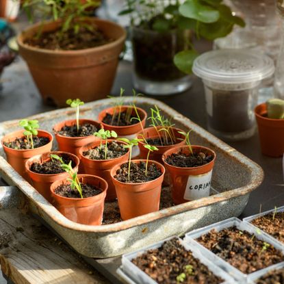 Seedlings planted in pots on a nursery table