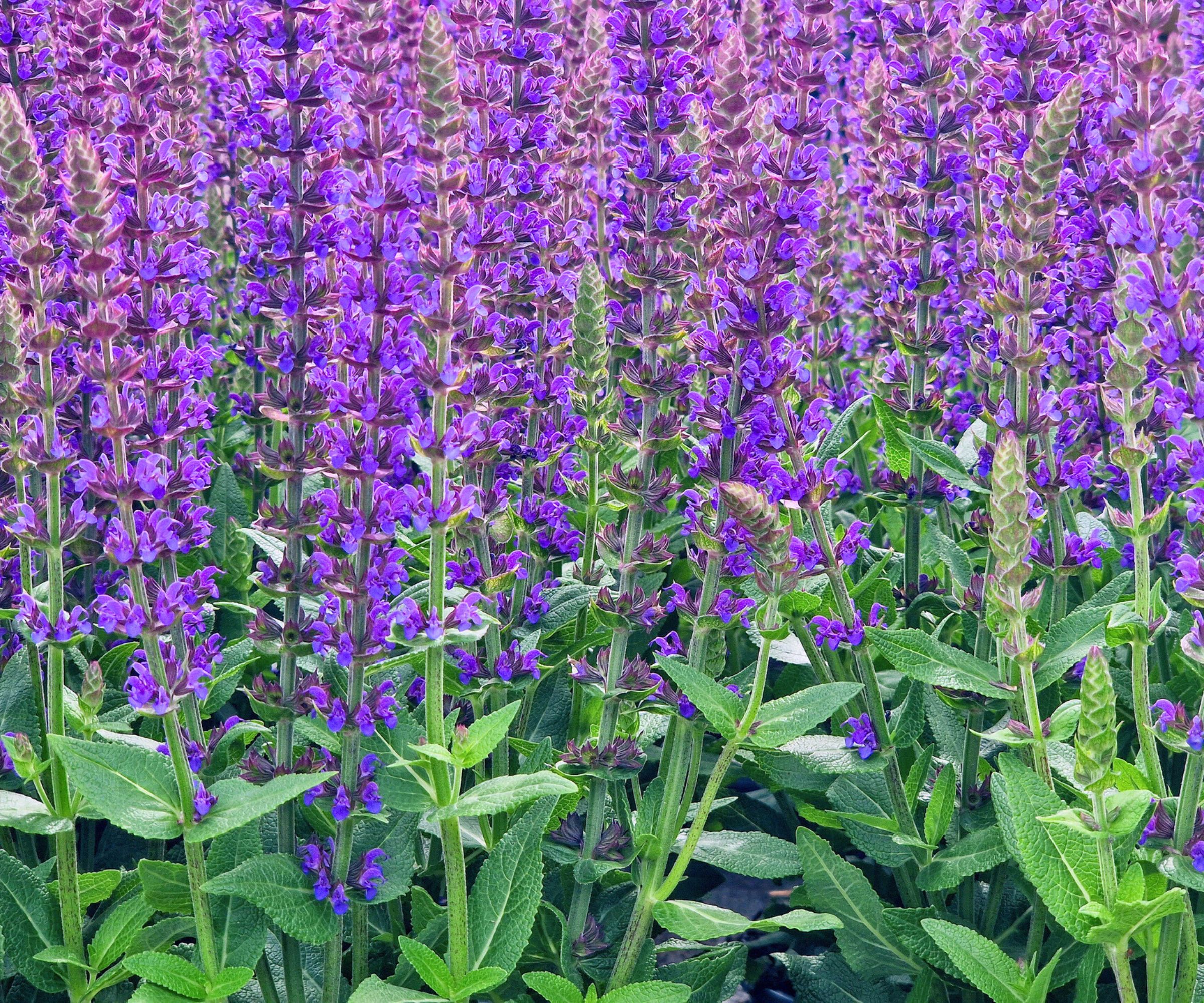 Purple Meadow Sage
