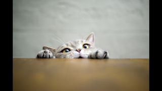 Cat peaking over table