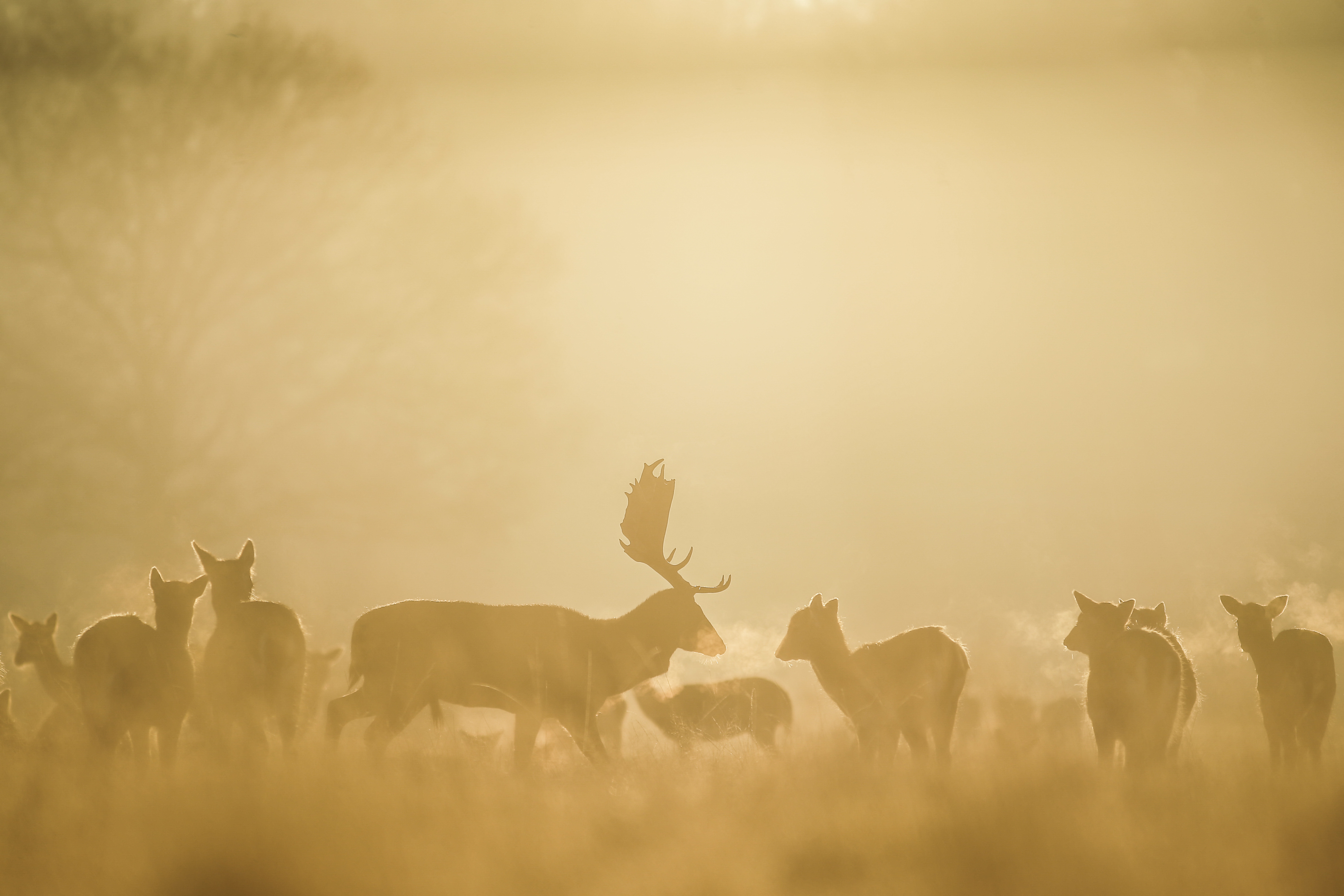 Deer including stags are photographed in Richmond park at sunrise on a winters morning in south west London on February 3, 2019 - England saw the coldest night of the winter so far as temperatures tumbled across the UK.