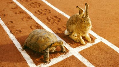 A tortoise and hare at the start of a race