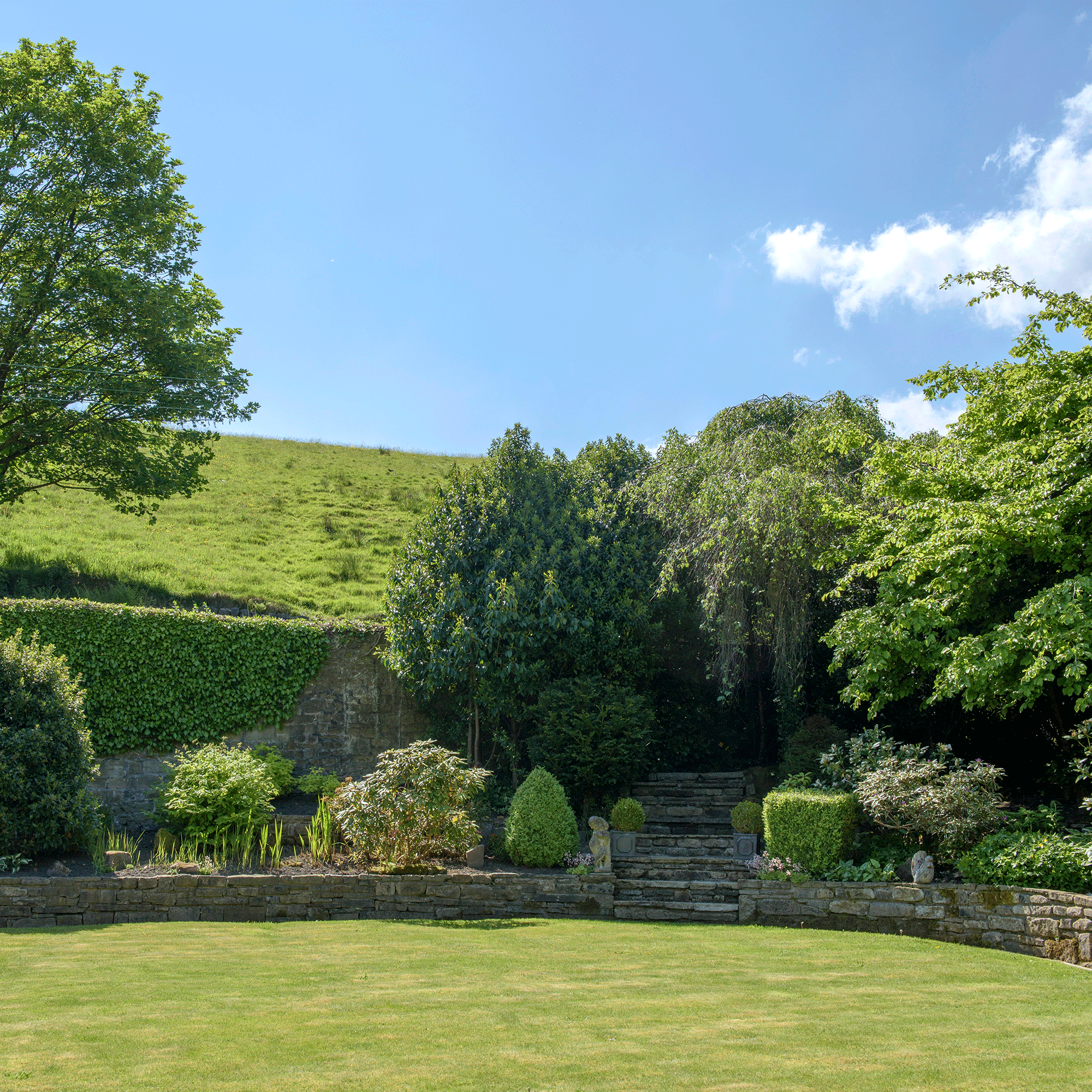 Box hedge in garden
