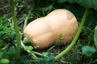 how to grow butternut squash