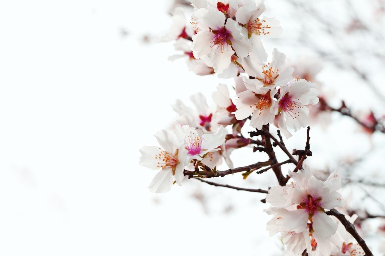 almond flower