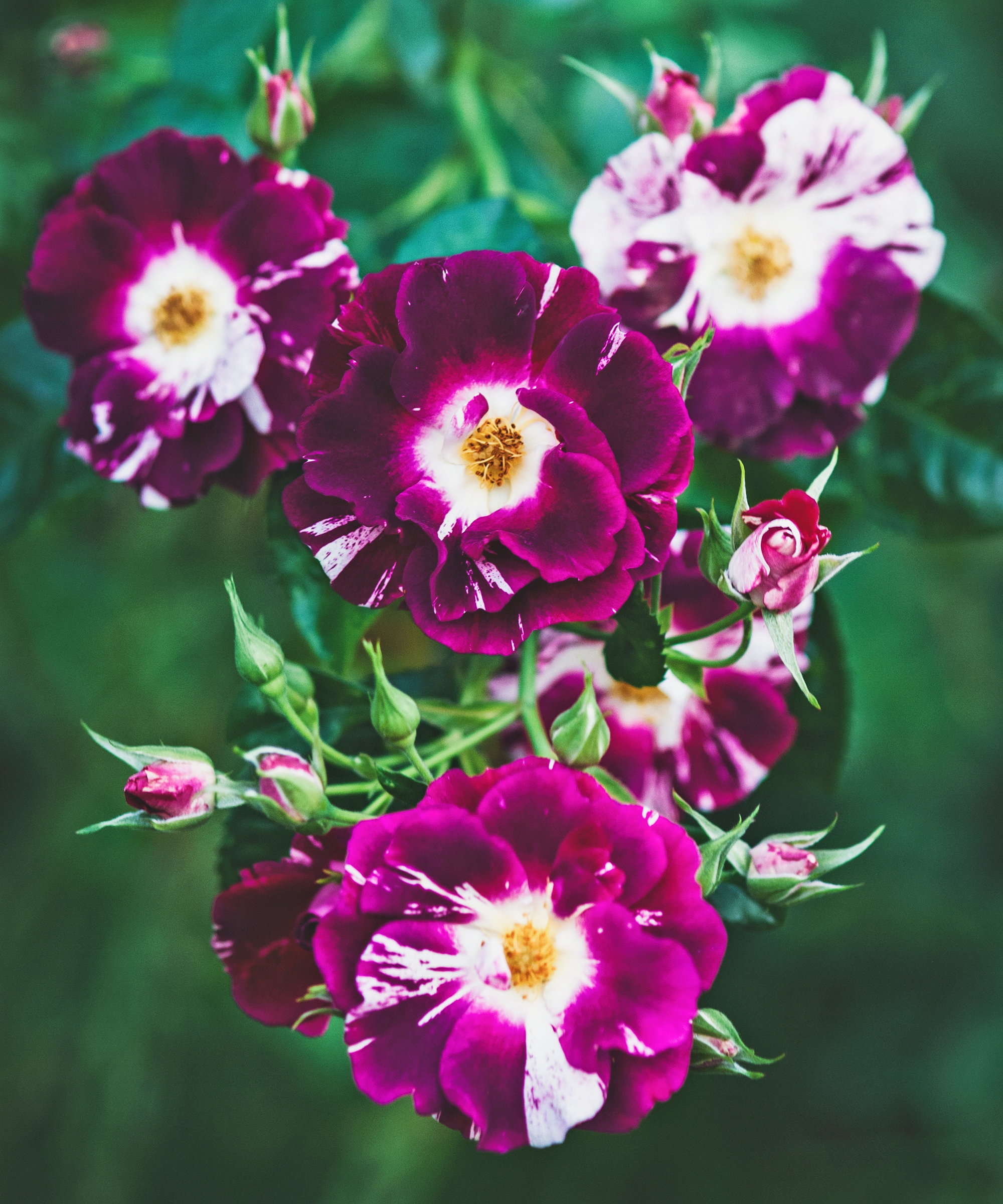 Purple Splash climbing rose