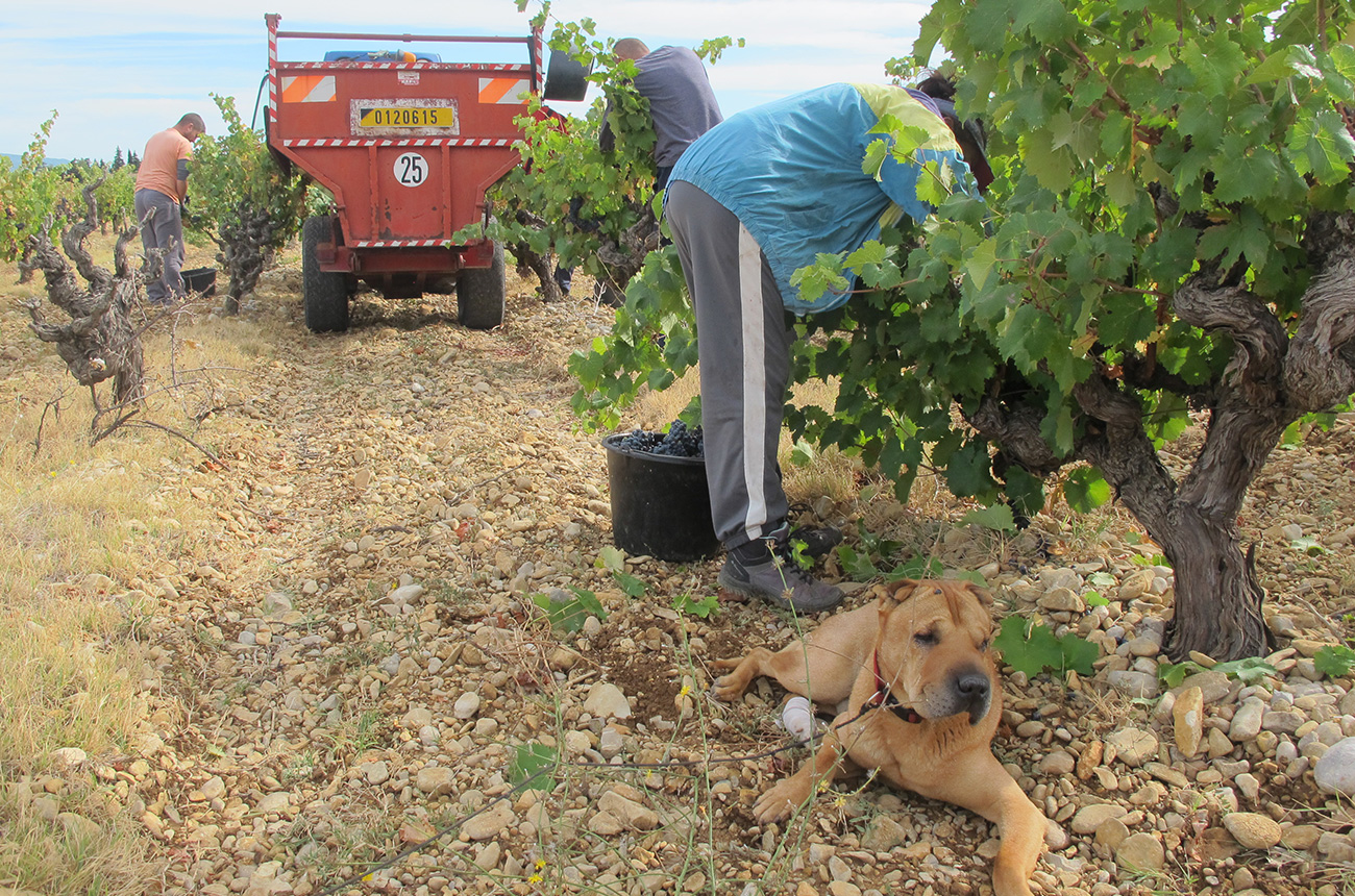Vacqueyras 2015 vs 2016
