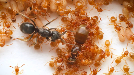 In this photo, the parasitic ant queen Lasius orientalis (left) infiltrates the nest of Lasius flavus and apporaches their queen (right). 