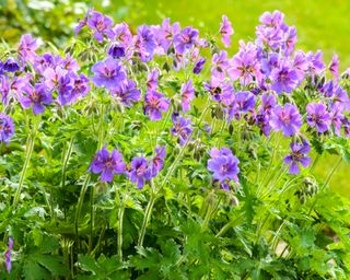 Hardy cranesbill geranium