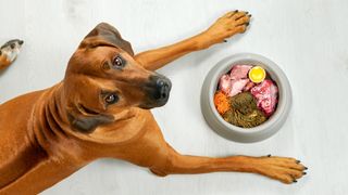 brown dog lying near its bowl full of meat food looking at camera
