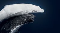 Underwater image of a mother humpback whale and her calf. The mother is dark with white patterns, and the calf is light-colored