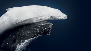 Rare 1-in-40,000 white humpback whale calf photographed for the first time in Tonga wins prestigious nature photo competition