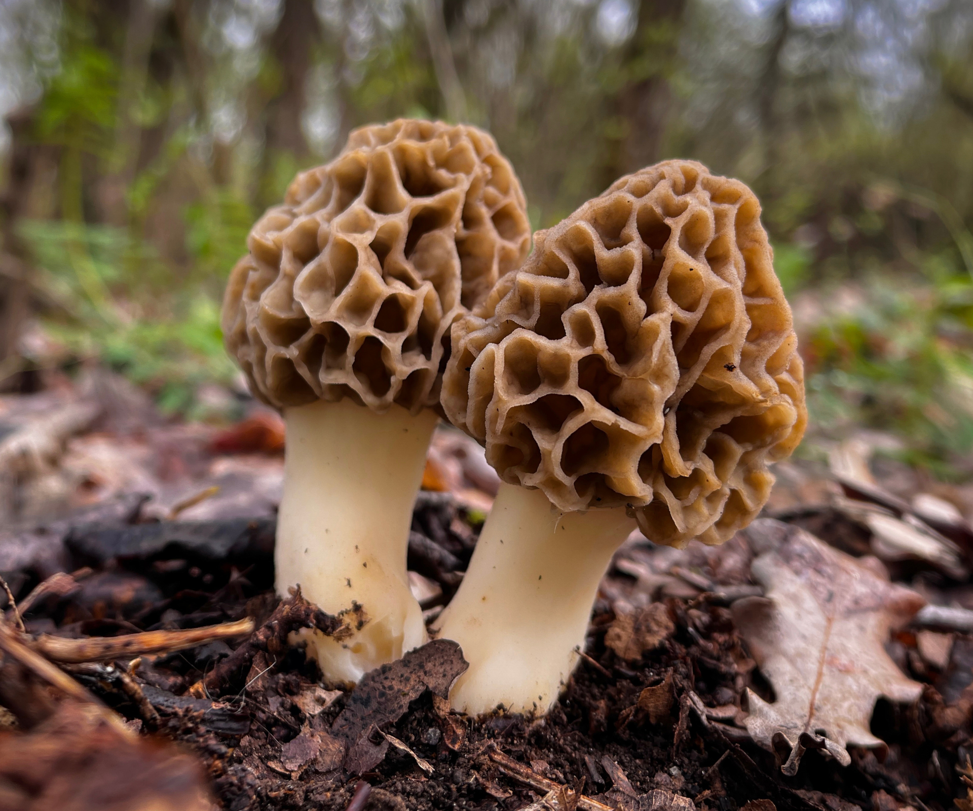 Two morel mushrooms growing on the forest floor amidst fallen leaves and natural debris - stock photo
