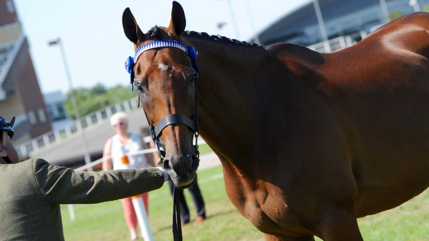 Cue Card RoR PR images from grandstand
