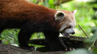 Red panda taken with Sony cyber-shot RX10 IV camera