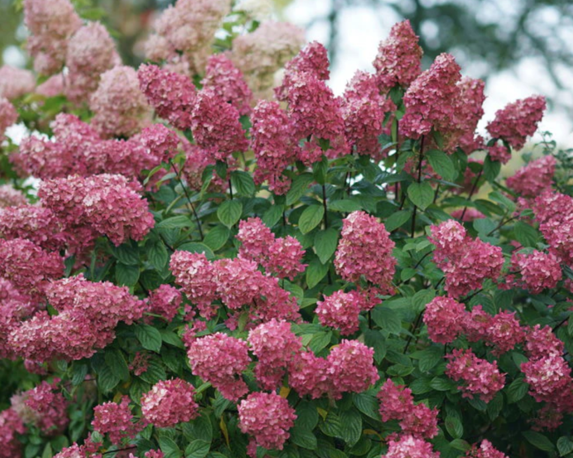Fire Light panicle hydrangea