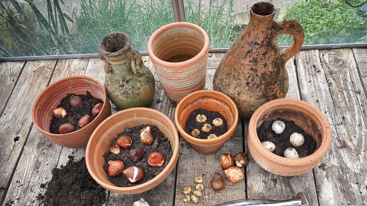 Potted spring bulbs (or a bulb lasagne)