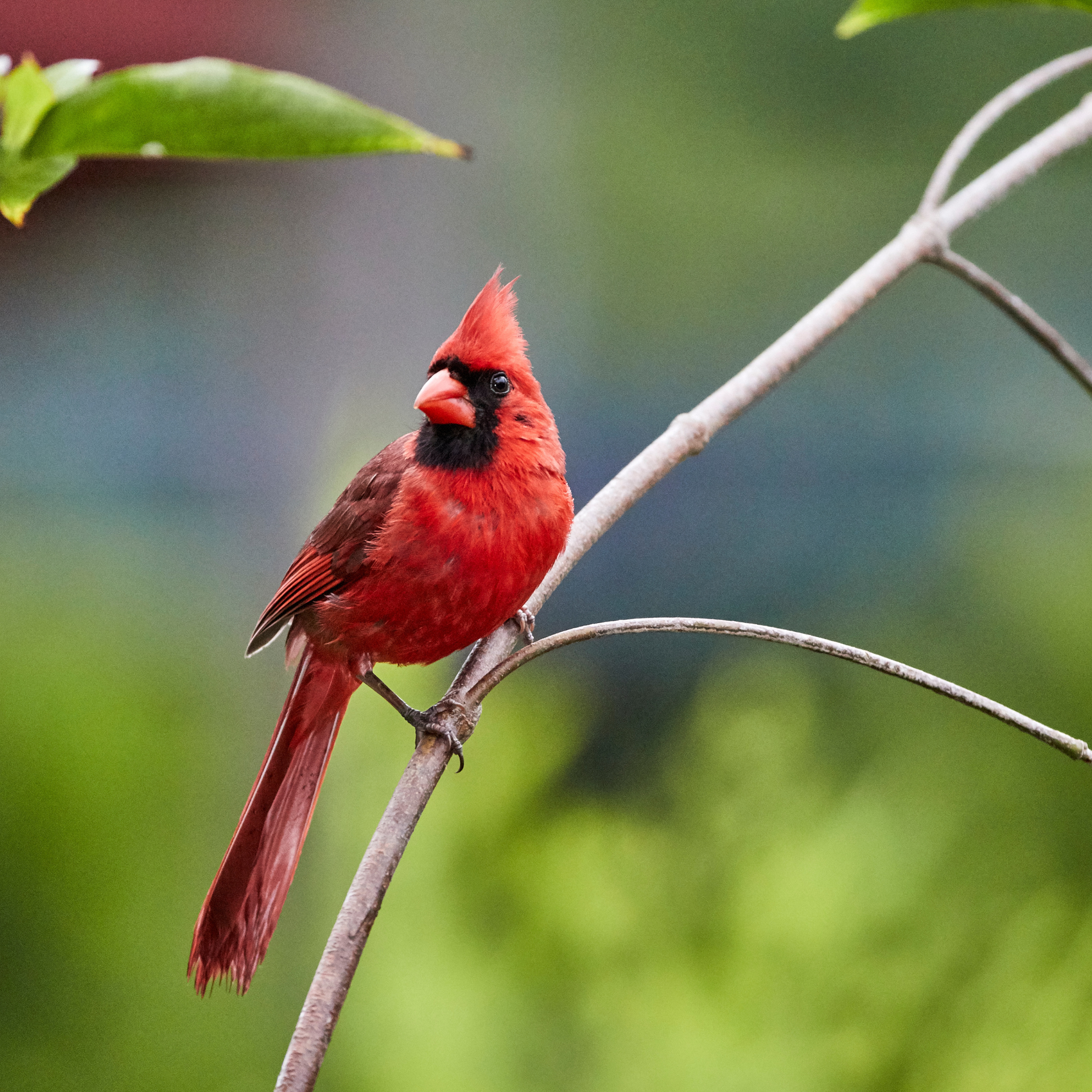 Northern Cardinal 