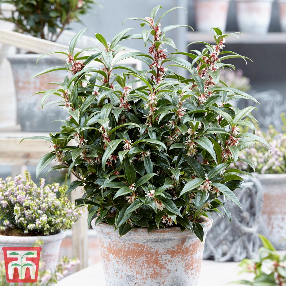 Sarcococca Hookeriana 'winter Gem'