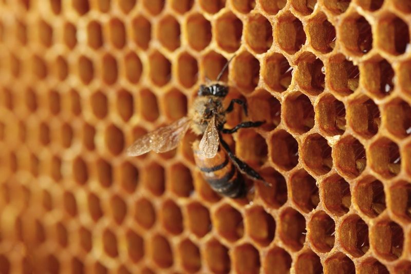 A bee on a honeycomb