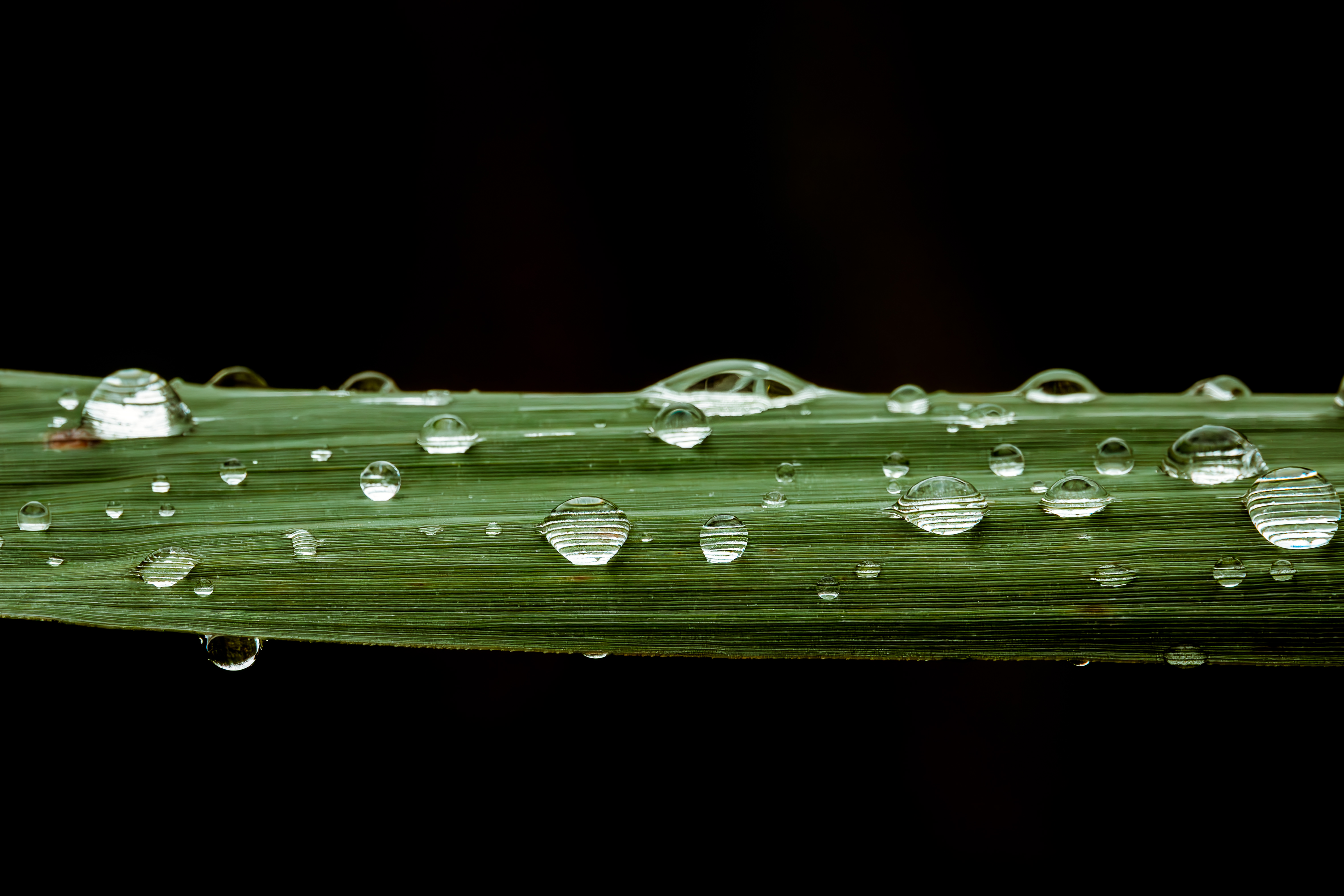 A macro photograph by 10-year-old Tyler DeVane of water droplets on a blade of grass