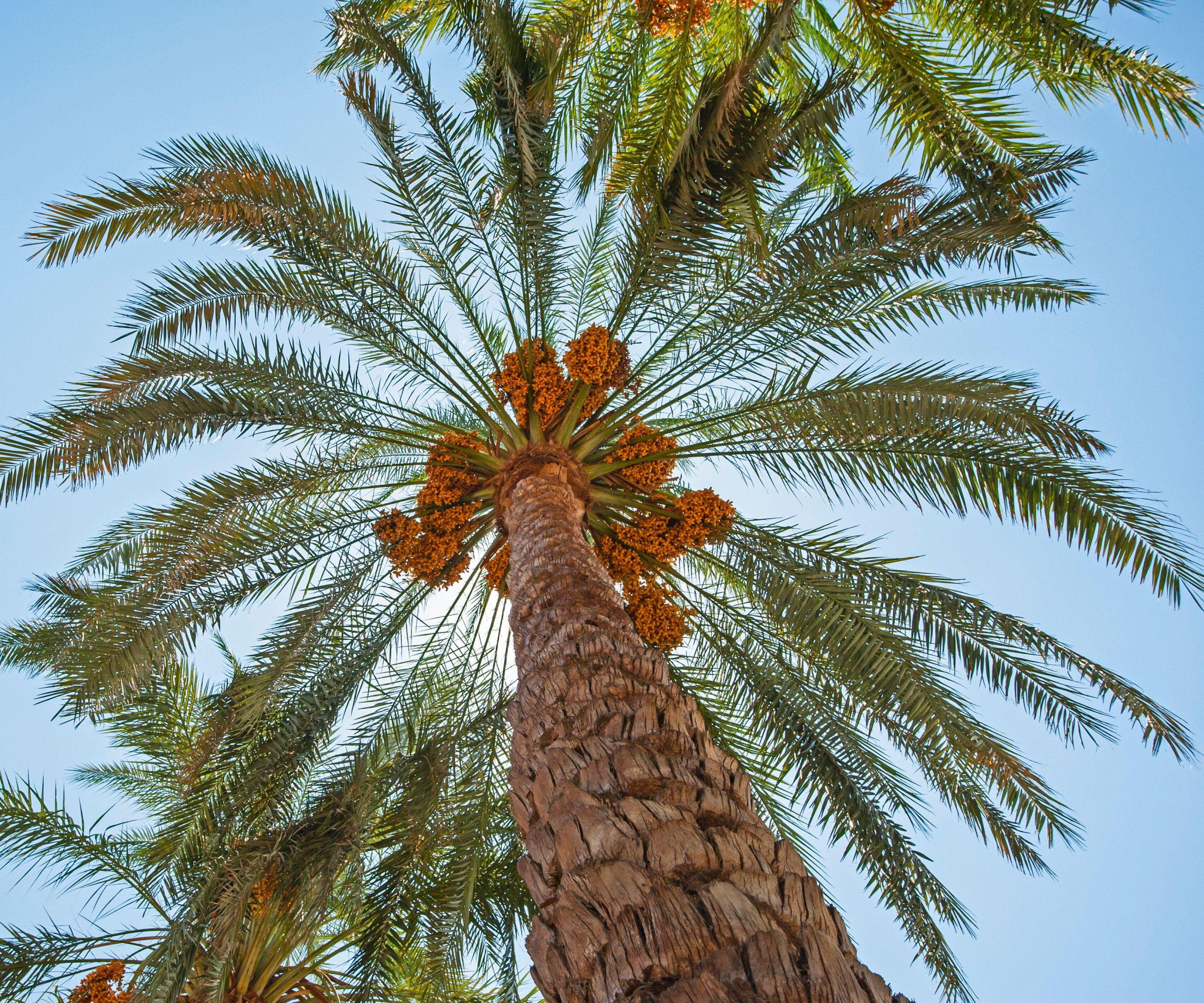 Looking up at a date palm tree with large green fronds and date fruits