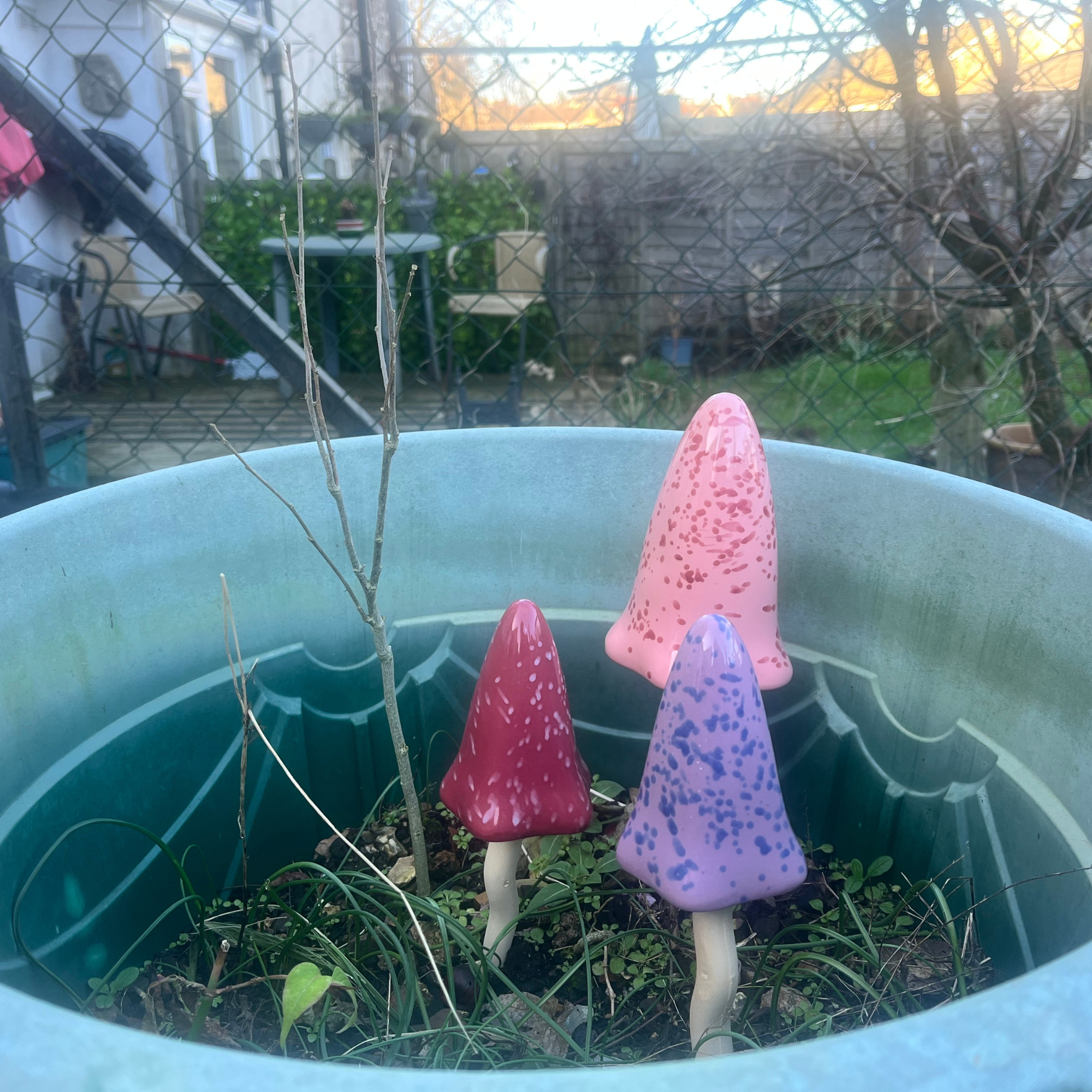 Close up of tinkling toadstools in my sister's garden. They are red, pink and purple in a black flower pot in a winter garden.
