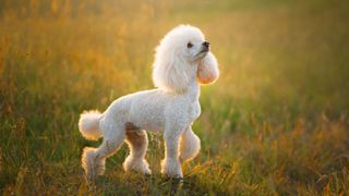 White poodle in a field