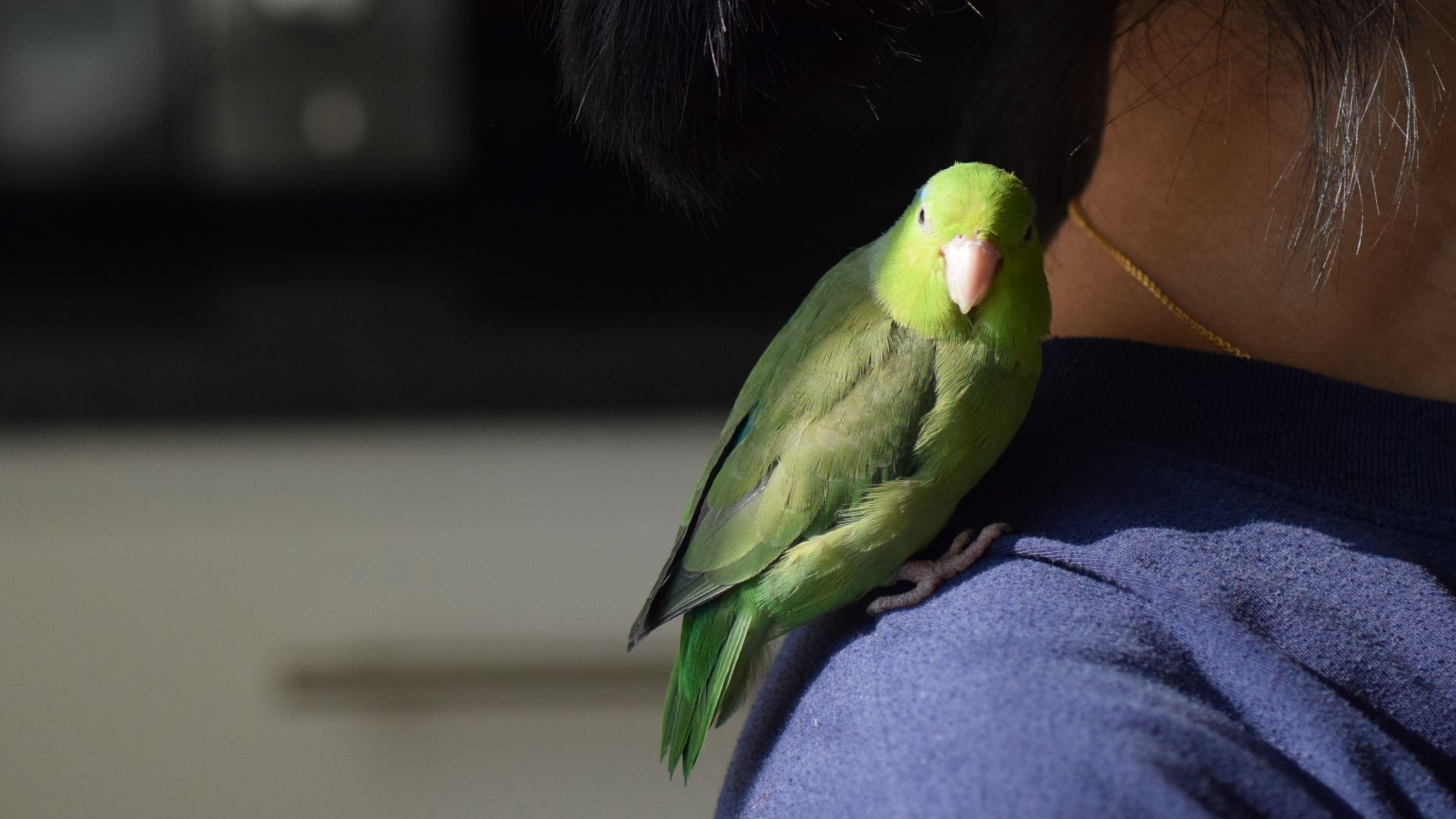 green parrotlet sat on shoulder