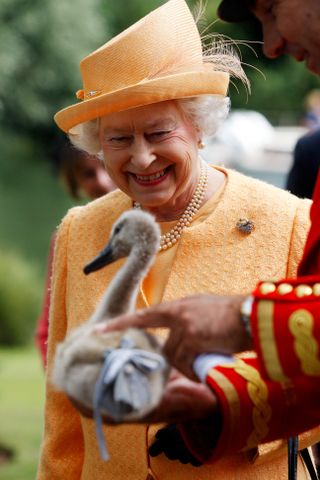 Queen Elizabeth II is shown an orphaned cygnet at Oakley Court