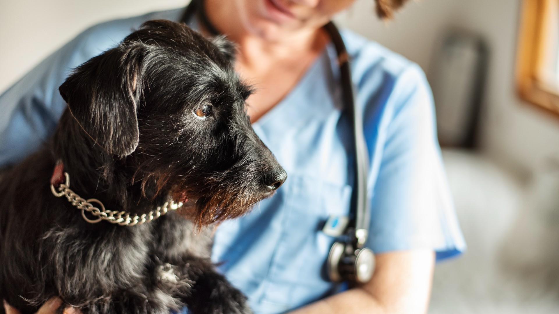 Female veterinarian holding a black schnauzer dog in her arms while standing in her office
