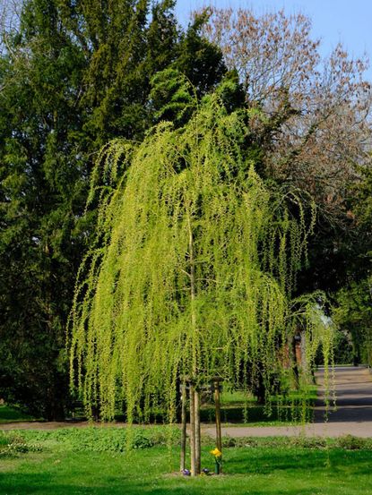 Light Green Willow Tree